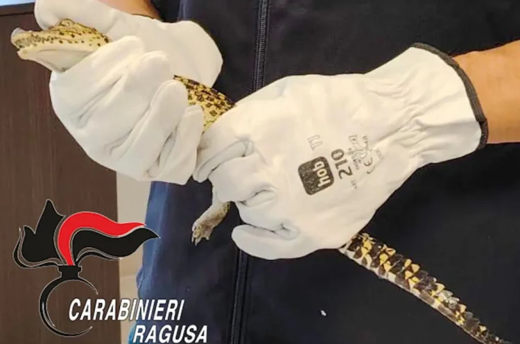 Mani con guanti da lavoro bianchi tengono un piccolo coccodrillo sequestrato a Santa Croce Camerina, con logo Carabinieri Ragusa