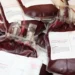 Sacche di sangue raccolte durante le donazioni, pronte per la trasfusione