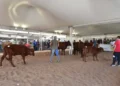 Bovini di razza rossa in un'area espositiva della Fam a Ragusa, con un capo premiato al centro del recinto