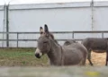 Asino grigio in un recinto della Fam di Ragusa, con altri asini sullo sfondo e un tendone bianco alle spalle