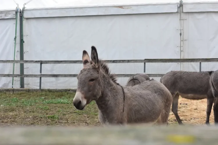 Asino grigio in un recinto della Fam di Ragusa, con altri asini sullo sfondo e un tendone bianco alle spalle