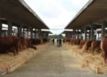 Bovini nei box coperti della fiera di Ragusa, tra le mostre zootecniche della FAM 2026