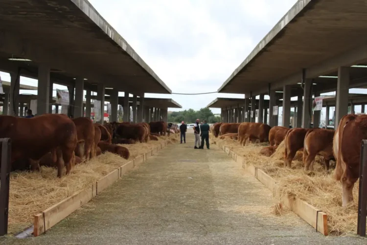 Bovini nei box coperti della fiera di Ragusa, tra le mostre zootecniche della FAM 2026