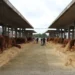 Bovini nei box coperti della fiera di Ragusa, tra le mostre zootecniche della FAM 2026
