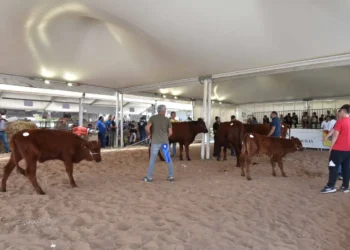 Bovini di razza rossa in un'area espositiva della Fam a Ragusa, con un capo premiato al centro del recinto