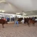 Bovini di razza rossa in un'area espositiva della Fam a Ragusa, con un capo premiato al centro del recinto