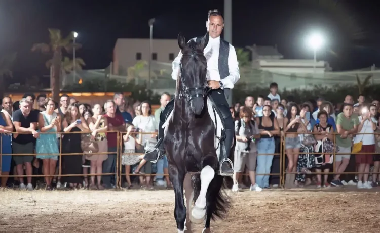 Cavaliere in gilet su un cavallo nero con balzana bianca durante uno spettacolo equestre serale, pubblico dietro le transenne