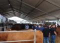 Bovini nei recinti sotto la tensostruttura della Fiera agroalimentare di Ragusa, tra allevatori e visitatori