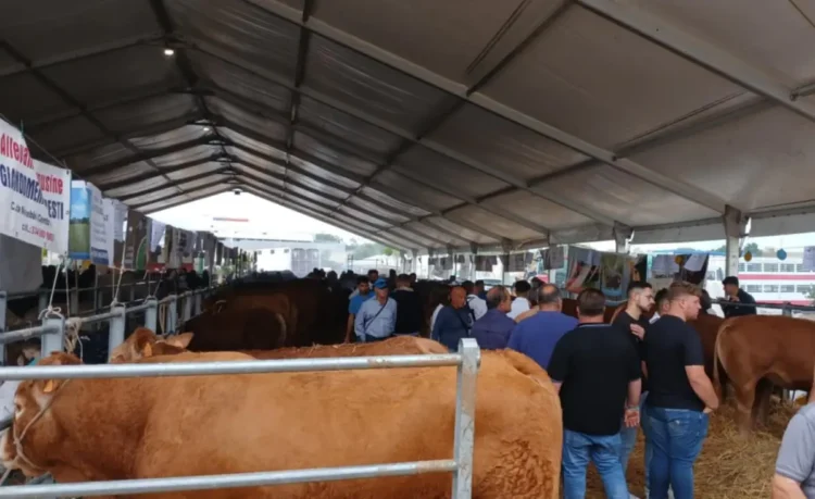 Bovini nei recinti sotto la tensostruttura della Fiera agroalimentare di Ragusa, tra allevatori e visitatori