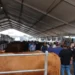 Bovini nei recinti sotto la tensostruttura della Fiera agroalimentare di Ragusa, tra allevatori e visitatori