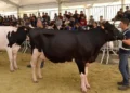Bovini in mostra sotto il tendone della fiera agroalimentare a Ragusa, pubblico sulle gradinate