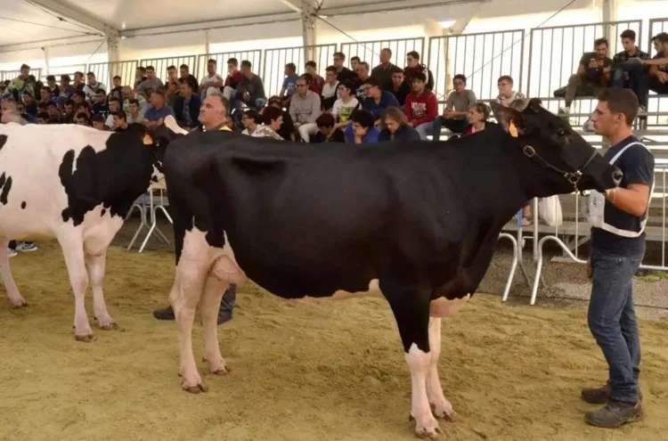 Bovini in mostra sotto il tendone della fiera agroalimentare a Ragusa, pubblico sulle gradinate
