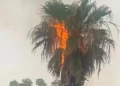 Palma colpita da un fulmine a Modica, con le fiamme visibili tra le foglie