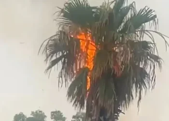 Palma colpita da un fulmine a Modica, con le fiamme visibili tra le foglie