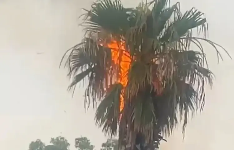 Palma colpita da un fulmine a Modica, con le fiamme visibili tra le foglie