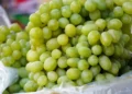 Grappoli di uva da tavola bianca con acini verdi