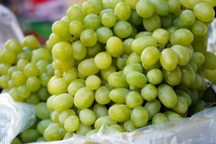 Grappoli di uva da tavola bianca con acini verdi