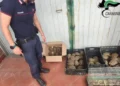 Carabiniere accanto a cassette e scatola piene di tartarughe sequestrate a Trecastagni, con una gabbia in primo piano