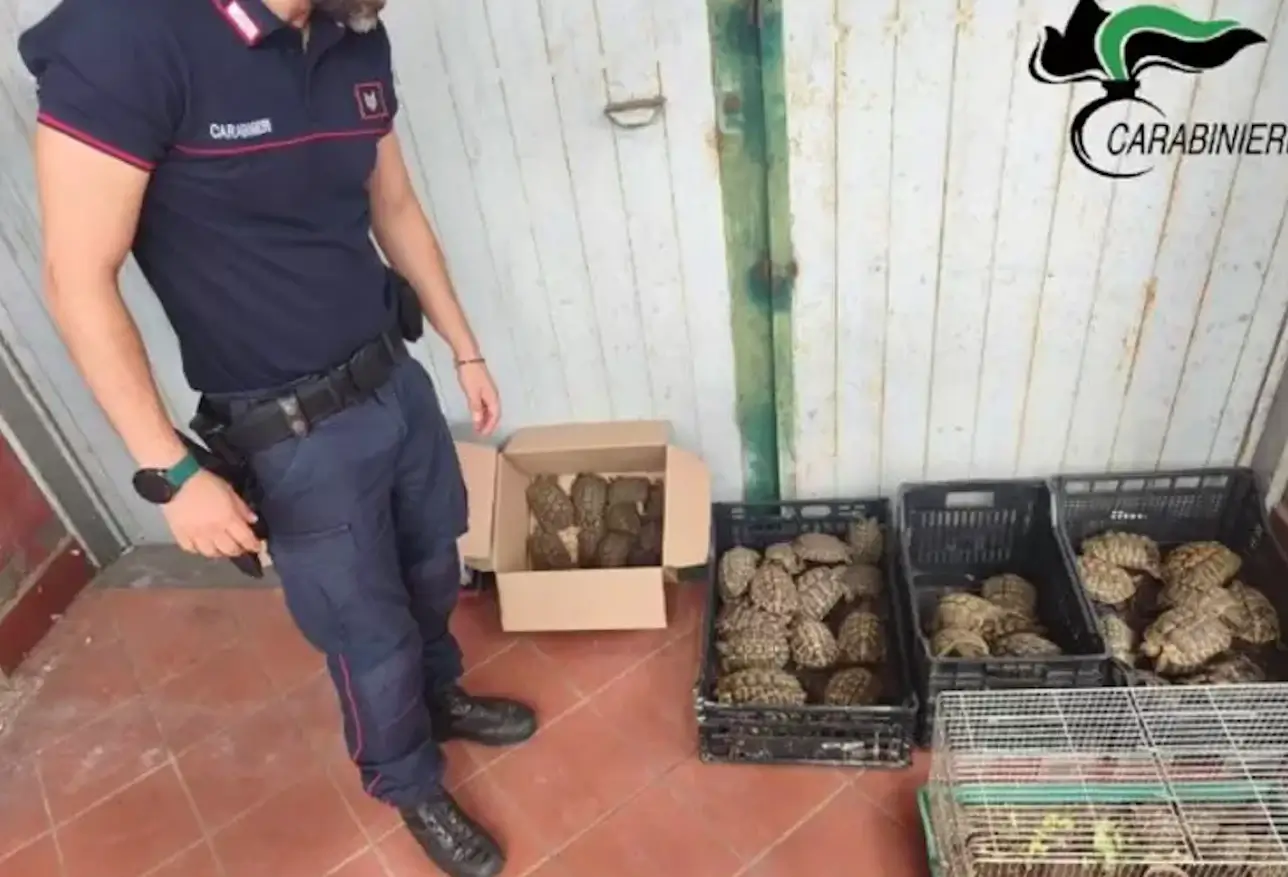 Carabiniere accanto a cassette e scatola piene di tartarughe sequestrate a Trecastagni, con una gabbia in primo piano