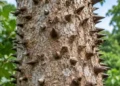 Tronco di albero dinamite coperto di aculei conici scuri, sullo sfondo foglie verdi. Immagine generata con intelligenza artificiale