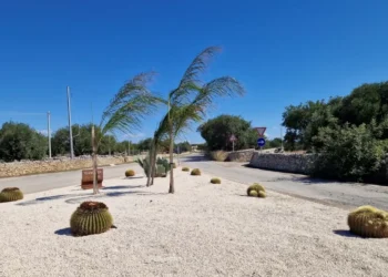 Aiuola spartitraffico con cactus e palme a un incrocio di una strada provinciale in provincia di Ragusa, tra muretti a secco