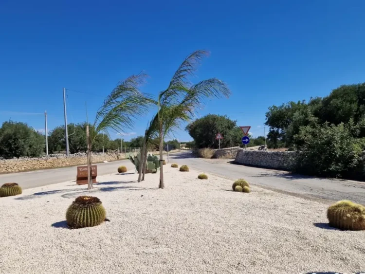 Aiuola spartitraffico con cactus e palme a un incrocio di una strada provinciale in provincia di Ragusa, tra muretti a secco