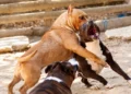 Due cani si affrontano a fauci aperte in un recinto di terra battuta, foto di repertorio sul rapporto Zoomafia