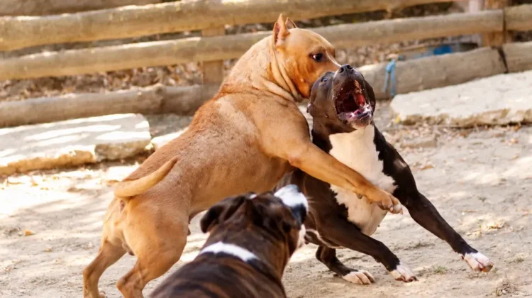 Due cani si affrontano a fauci aperte in un recinto di terra battuta, foto di repertorio sul rapporto Zoomafia