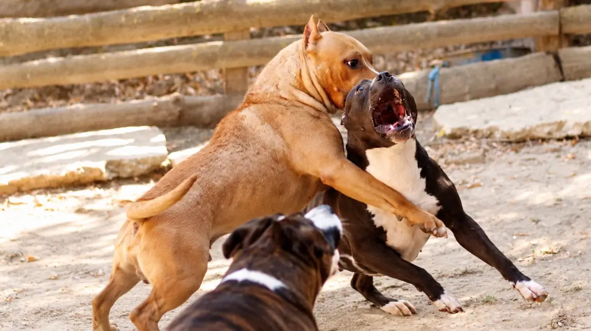 Due cani si affrontano a fauci aperte in un recinto di terra battuta, foto di repertorio sul rapporto Zoomafia