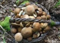 Funghi raccolti esaminati prima del consumo per evitare l’intossicazione