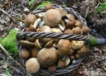 Funghi raccolti esaminati prima del consumo per evitare l’intossicazione