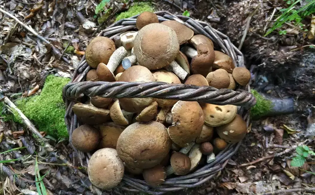 Funghi raccolti esaminati prima del consumo per evitare l’intossicazione