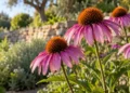 Fiori di echinacea purpurea con petali rosa e cono arancio in un’aiuola. Immagine generata con intelligenza artificiale.
