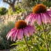 Fiori di echinacea purpurea con petali rosa e cono arancio in un’aiuola. Immagine generata con intelligenza artificiale.