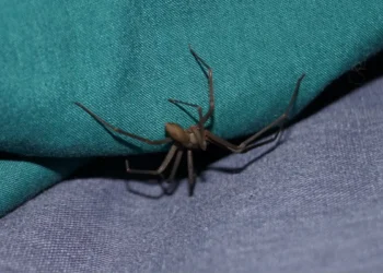 Ragno violino dal corpo marrone e dalle zampe lunghe e sottili, tra le pieghe di due tessuti, uno verde e uno blu