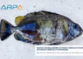 Pesce coniglio scuro su una lastra di polistirolo, con pinna dorsale spinosa e riflessi blu su fianco e coda
