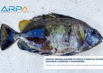 Pesce coniglio scuro su una lastra di polistirolo, con pinna dorsale spinosa e riflessi blu su fianco e coda