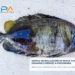 Pesce coniglio scuro su una lastra di polistirolo, con pinna dorsale spinosa e riflessi blu su fianco e coda