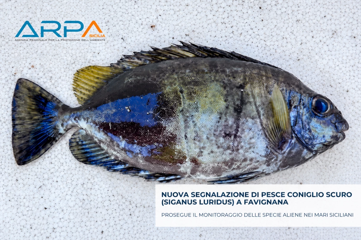 Pesce coniglio scuro su una lastra di polistirolo, con pinna dorsale spinosa e riflessi blu su fianco e coda