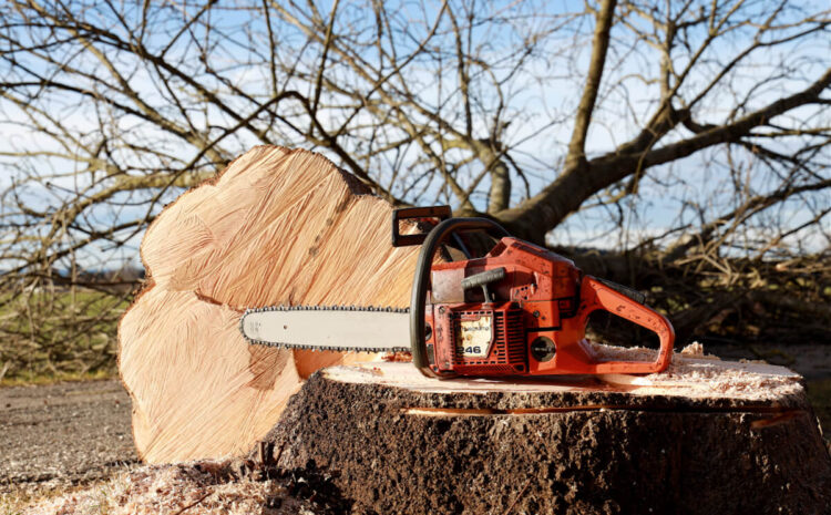 Motosega arancione appoggiata sul ceppo di un albero abbattuto, accanto a una sezione di tronco e alla segatura