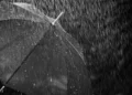 Pioggia battente su un ombrello nero aperto, in bianco e nero: immagine simbolo dell’allerta gialla per maltempo