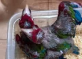 Due giovani pappagalli dalle piume rosse, verdi e blu in una vaschetta di plastica con trucioli, animali esotici sequestrati