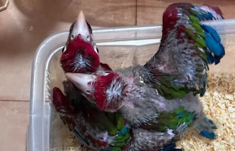 Due giovani pappagalli dalle piume rosse, verdi e blu in una vaschetta di plastica con trucioli, animali esotici sequestrati