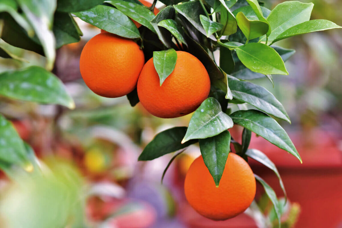 Arancia rossa IGP imballaggi in legno, firmato l'accordo