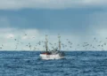 Peschereccio bianco in mare aperto circondato da gabbiani, foto di repertorio per il bando Agripesca