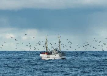 Peschereccio bianco in mare aperto circondato da gabbiani, foto di repertorio per il bando Agripesca