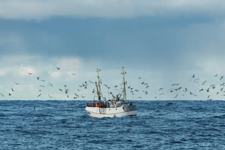 Peschereccio bianco in mare aperto circondato da gabbiani, foto di repertorio per il bando Agripesca
