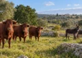 Bovina Modicana e Asino Ragusano al pascolo, razze autoctone di Ragusa. Immagine generata con intelligenza artificiale.
