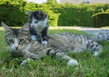 Due gatti su un prato: un gatto tigrato adulto sdraiato e un gattino bianco e grigio accanto, come i gatti scomparsi a Sedico
