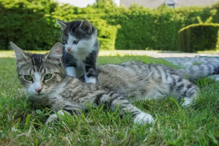 Due gatti su un prato: un gatto tigrato adulto sdraiato e un gattino bianco e grigio accanto, come i gatti scomparsi a Sedico